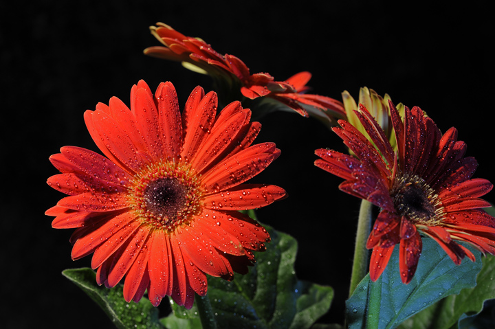 Misty Gerbera Daisies