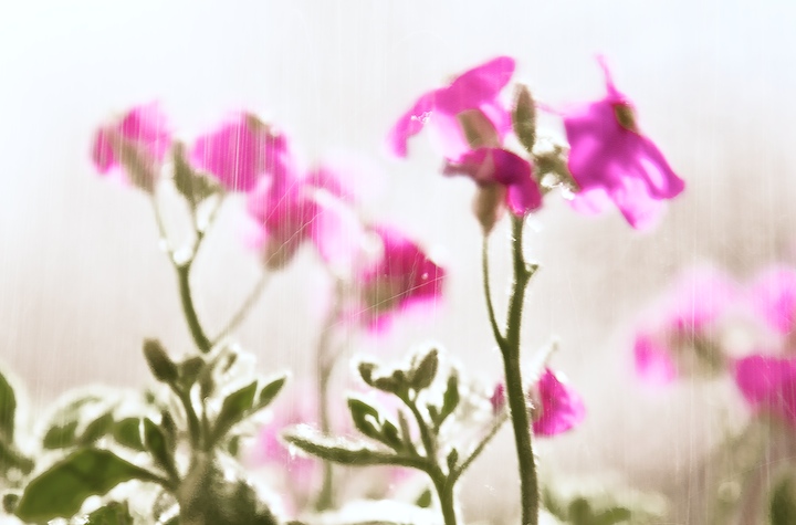 Flowers through the rain