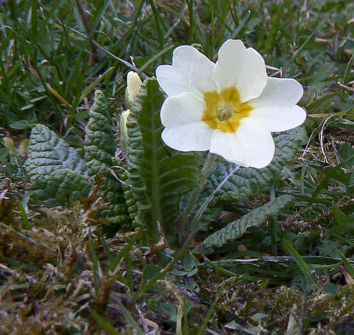 Twilight flower