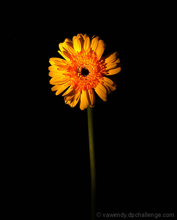fleur d'or