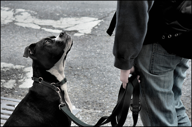 His Master's Voice