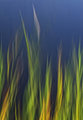 wind in the willow