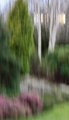 Silver Birch