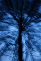 Dendrophobia