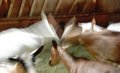 Goat fight