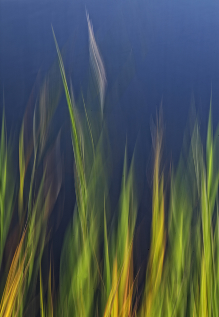 wind in the willow
