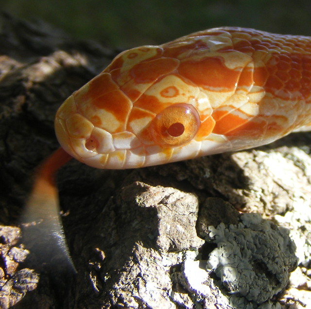 Flutter tongue