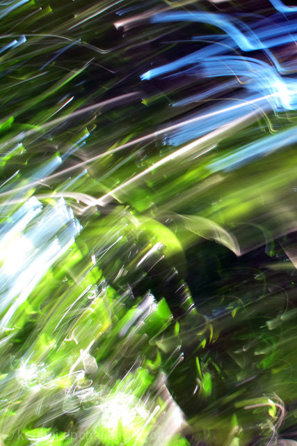 Flying through the trees