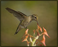 "Freebird" - Lynyrd Skynard