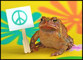"Peace Frog"  - The Doors     -  1970