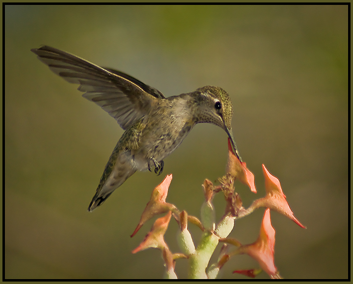 "Freebird" - Lynyrd Skynard