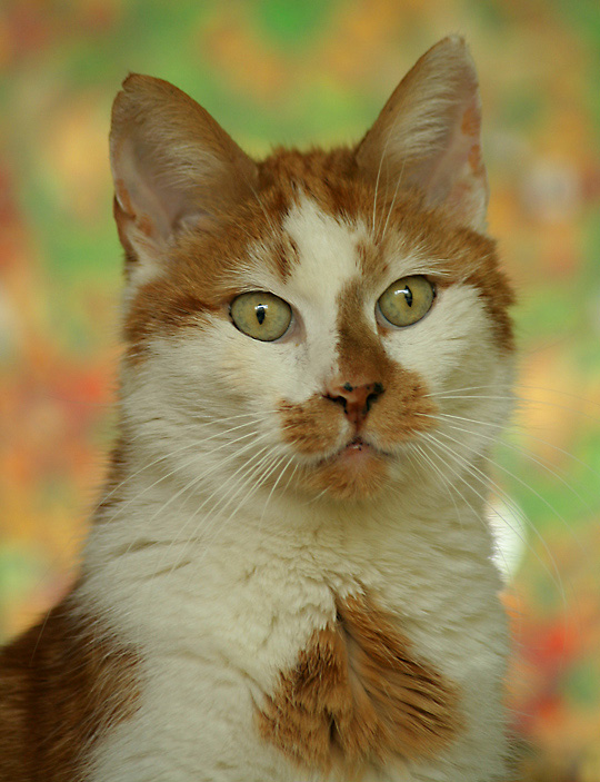 Yellow cat / Red cat 