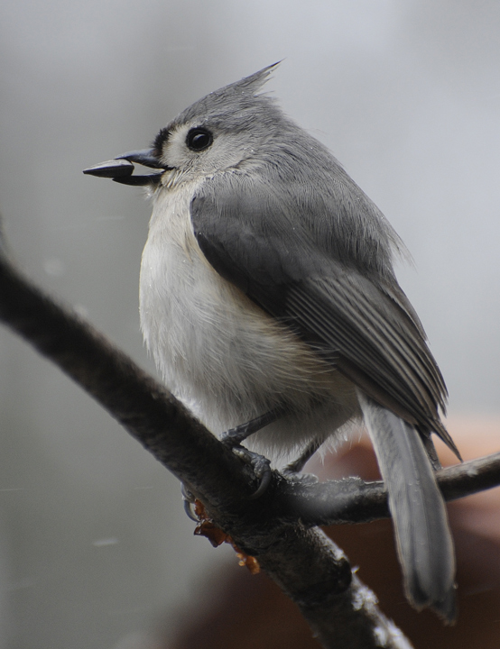Free Bird - Lynard skynyard