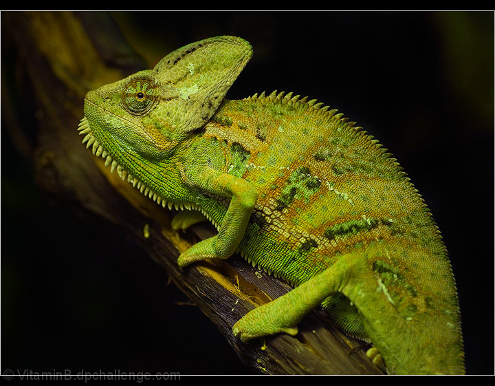 Karma Chameleon - Culture Club