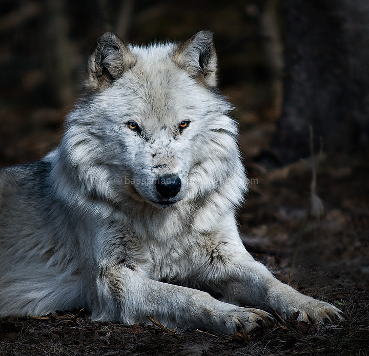 "Wolf" -  Joe Walsh, 1973