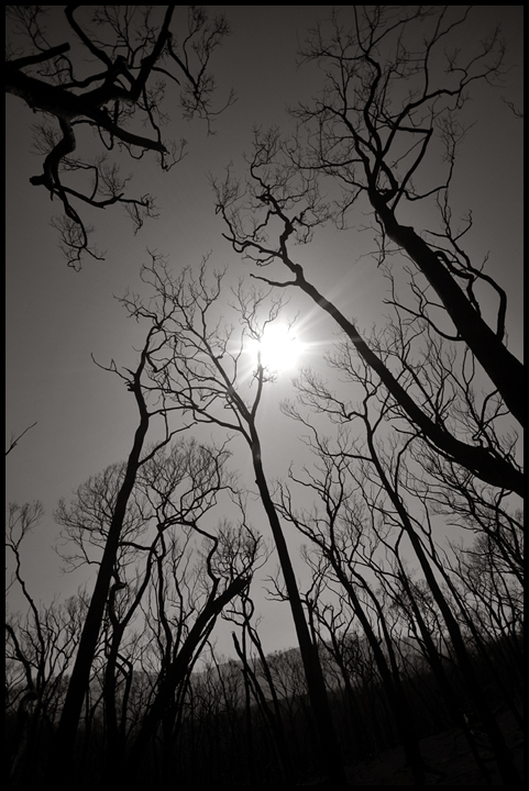 We Didn't Start the Fire : Billy Joel : (Victorian Bushfires)