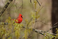 Male Cardinal