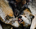 Wolf Talk