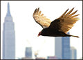 Wall Street Vulture