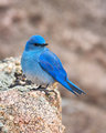 Bluebird on Feldspar