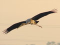 Hovering Painted Stork