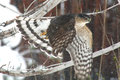 He flew in with a spring snow storm