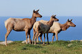 Tule Elk at Point Reyes