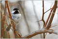 Poecile atricapillus (Black-capped chickadee)