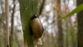 Snail (Congaree National Park)