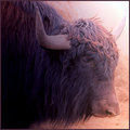 Tibetan Yak