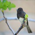 Curious Finch  on a Fig Branch