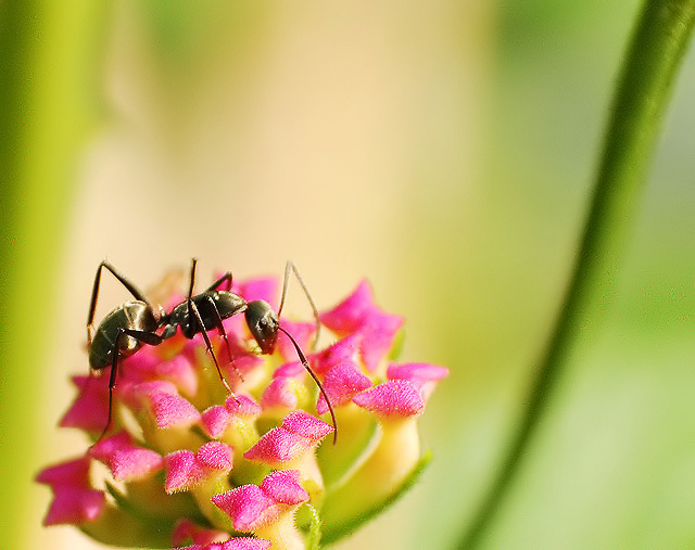The Sweet Drink Of Nectar