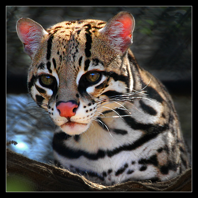 Ocelot
