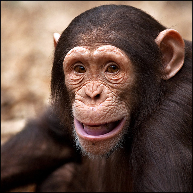 You Cheeky Monkey
