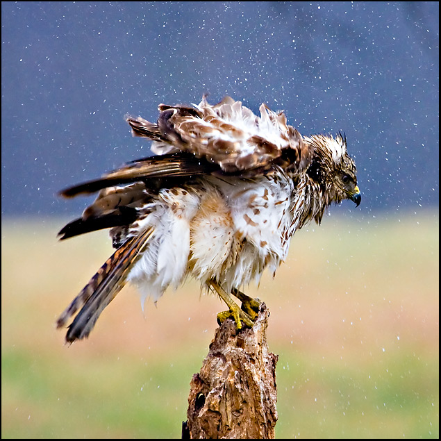 Shaking off the bad weather