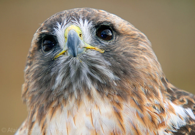Red-tailed Hawk
