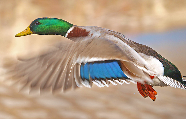 Mallard Fly By