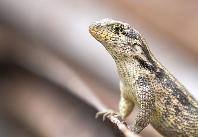 Bahamas' Friendly Curly Tail Lizard