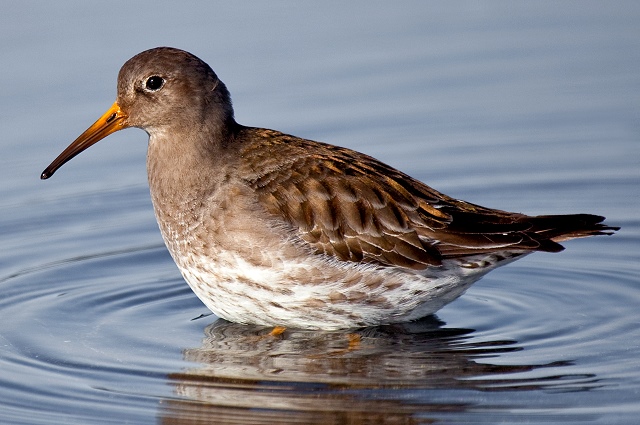 Purple Sandpiper