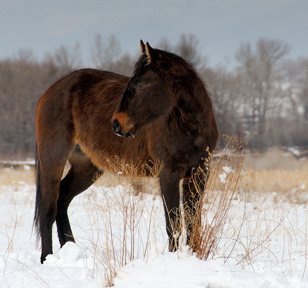 Prairie Pony