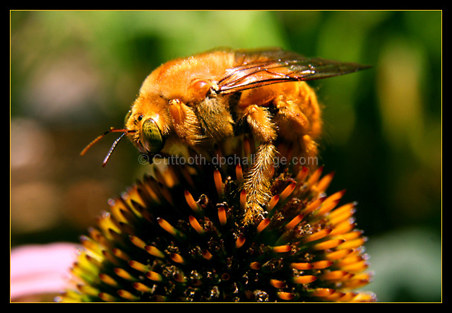 Bumble