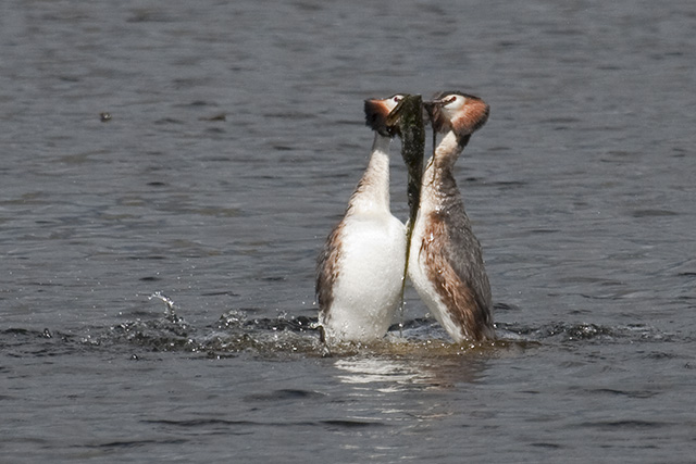 Dance of the Grebes