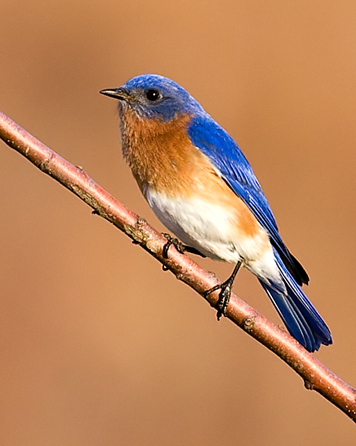 Eastern Bluebird