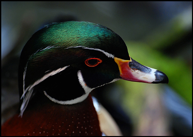 Wood Duck