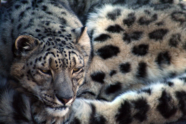 Snow Leopard