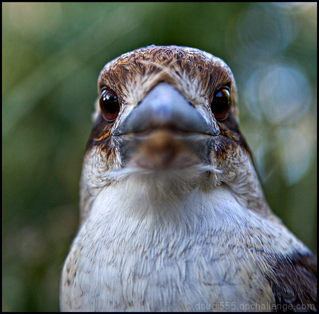 Kookaburra