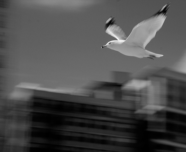 City Gull