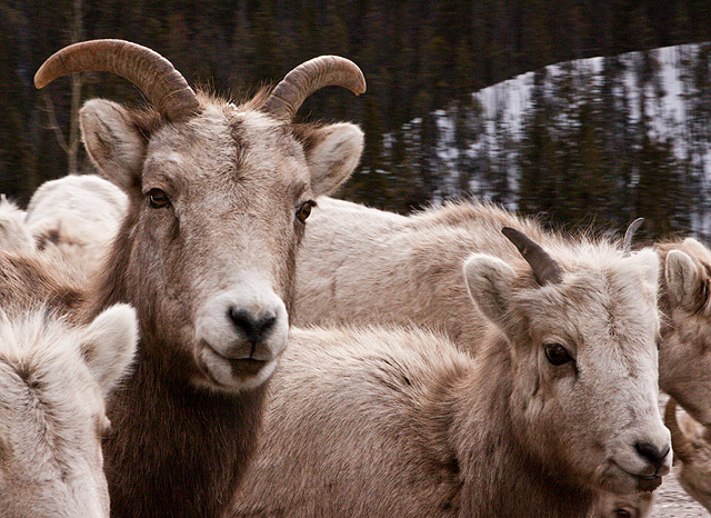 Brothers - Rocky Mountain Big Horn Sheep