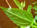 Flora of the Front Porch