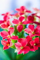 flora